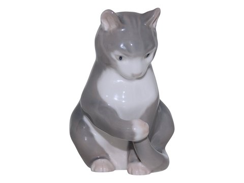 Katte<br>Royal ...