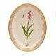 Royal Copenhagen Flora Danica stort ovalt fad #3518. "Orchis  Masculus L.". År 1962. Mål: 40x32cm