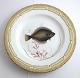 Royal Copenhagen. Fauna Danica. Fisketallerken. Middags tallerken. Model # 19 - 3549. Diameter 25 cm. (1 sortering). Pleuronectes platessa